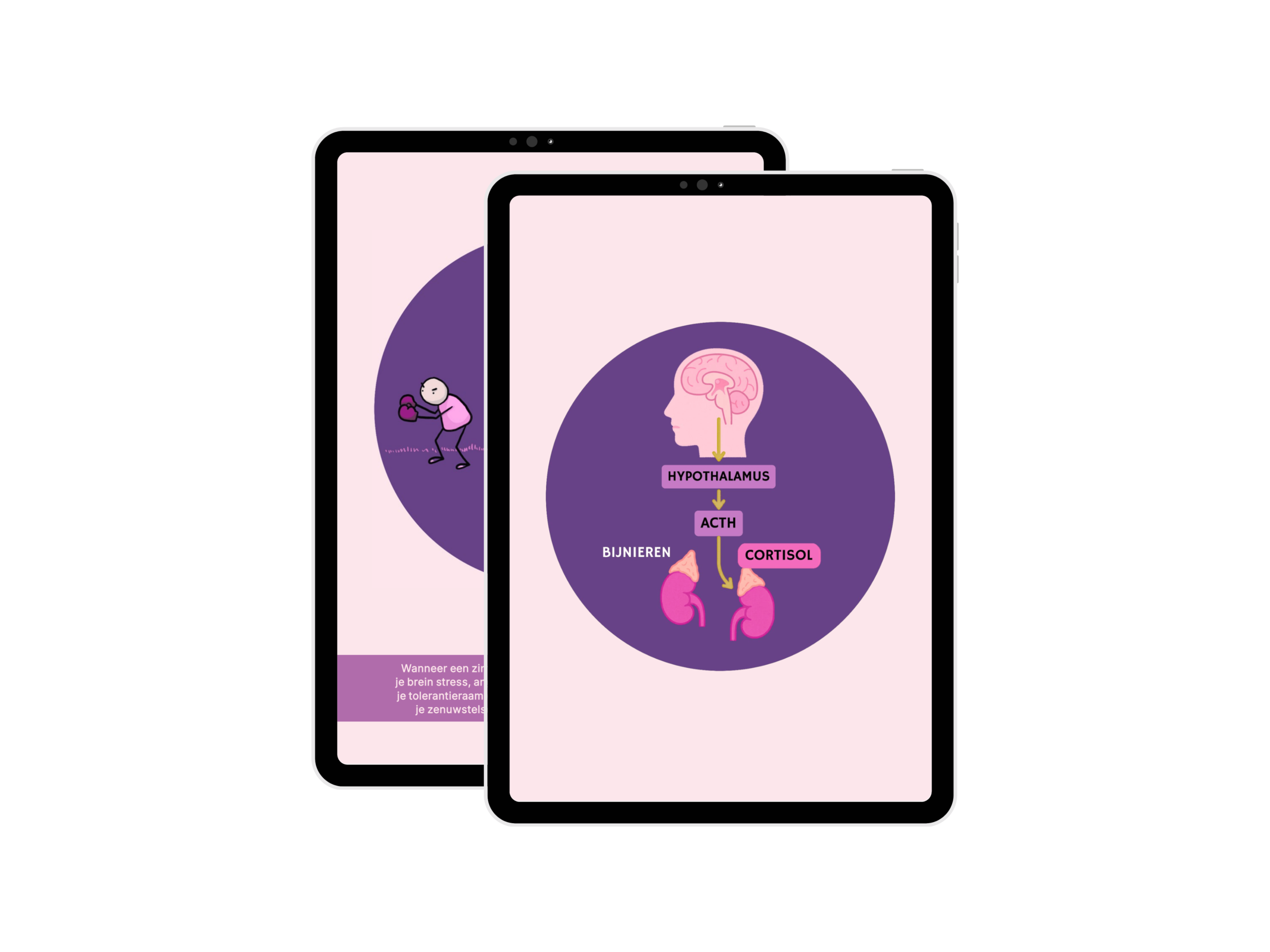 Illustraties over stressfysiologie uit de e-books Van stress naar gedrag